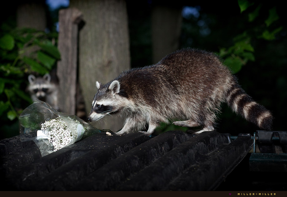 raccoon wedding bouquet raccoon wedding bouquet