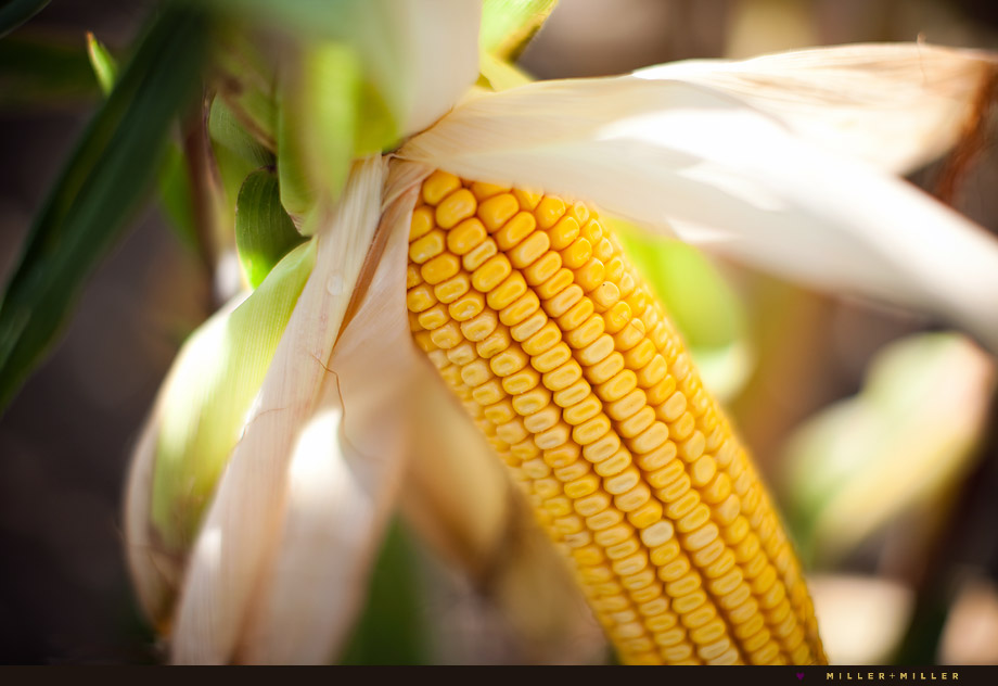illinois commercial photographer corn cob